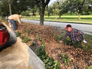 Church members cleaning hedge row